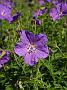 Ger clarkei Kashmir Purple